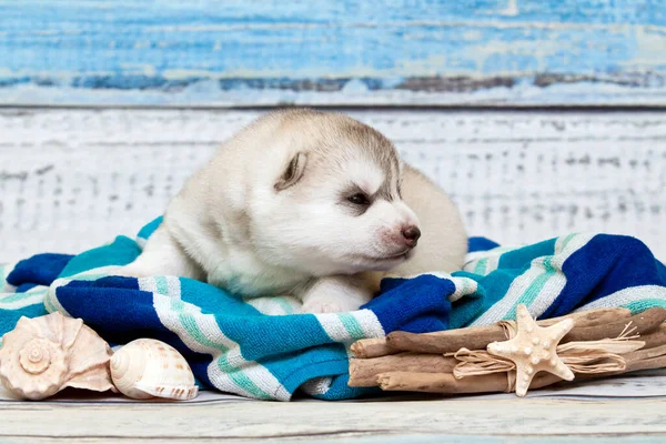 Rozkošný Sibiř Husky Štěně Cestovní Koncept — Stock fotografie