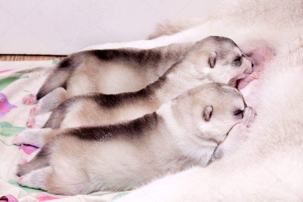 adorable little husky puppies