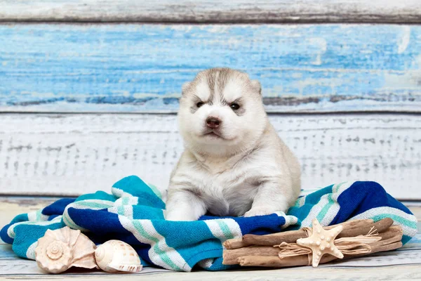 Adorable Siberian Husky Puppy Travel Concept — Stock Photo, Image