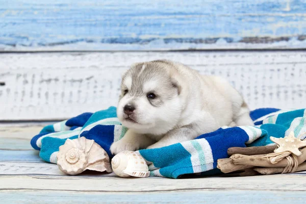 Rozkošný Sibiř Husky Štěně Cestovní Koncept — Stock fotografie