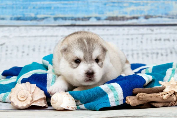 Adorável Siberian Husky Conceito Viagem Cachorro — Fotografia de Stock