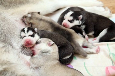 Beyaz arka planda sevimli Sibirya Husky köpeği