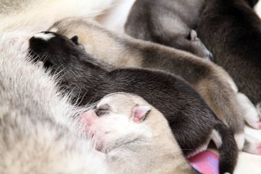 Beyaz arka planda sevimli Sibirya Husky köpeği