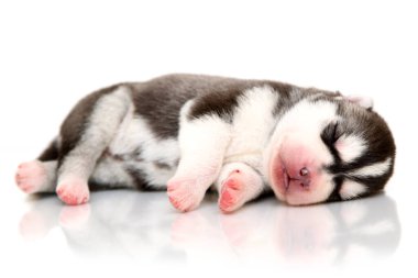 Beyaz arka planda sevimli Sibirya Husky köpeği