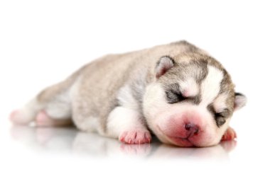 Beyaz arka planda sevimli Sibirya Husky köpeği