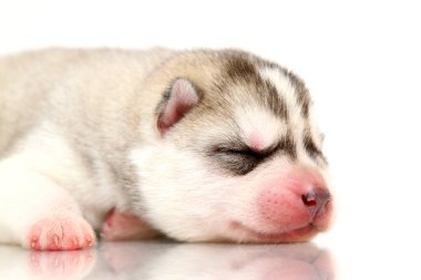 Beyaz arka planda sevimli Sibirya Husky köpeği