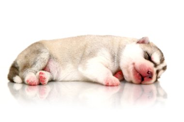 Beyaz arka planda sevimli Sibirya Husky köpeği