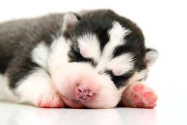 Beyaz arka planda sevimli Sibirya Husky köpeği