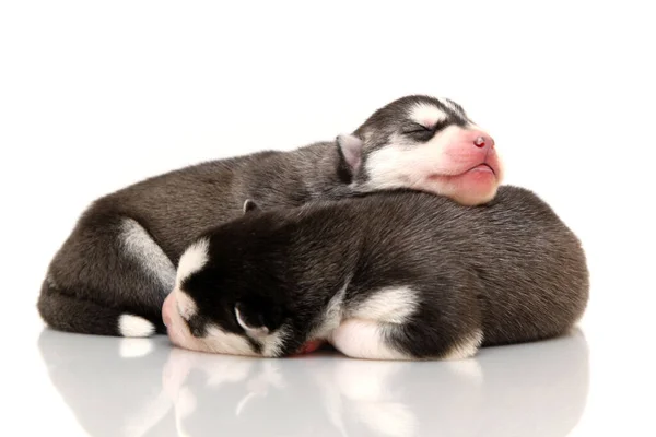 愛らしいシベリアハスキー子犬上の白い背景 — ストック写真