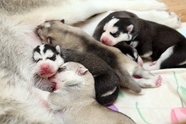 Uroczy Syberyjski Szczeniak Husky Białym Tle — Zdjęcie stockowe