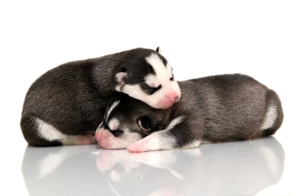 Beyaz Arka Planda Sevimli Sibirya Husky Köpeği — Stok fotoğraf