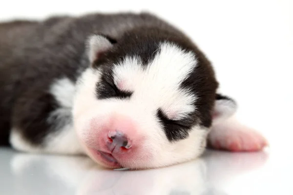 Adorable Chiot Husky Sibérien Sur Fond Blanc — Photo