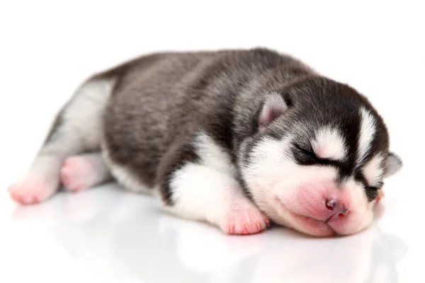 Adorable Chiot Husky Sibérien Sur Fond Blanc — Photo