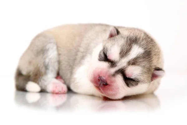 Schattige Siberische Husky Puppy Witte Achtergrond — Stockfoto