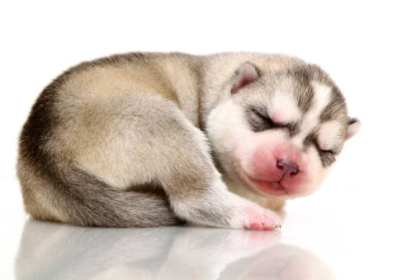 Adorable Cachorro Husky Siberiano Sobre Fondo Blanco — Foto de Stock