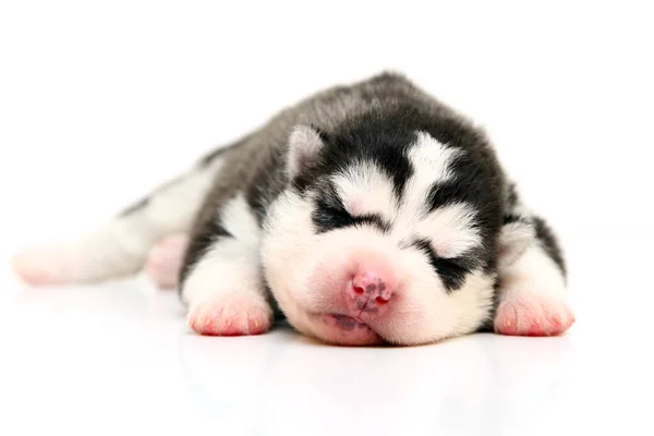 Schattige Siberische Husky Puppy Witte Achtergrond — Stockfoto