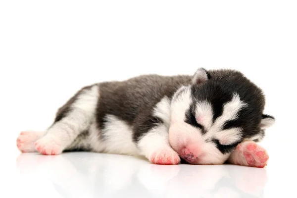 Schattige Siberische Husky Puppy Witte Achtergrond — Stockfoto