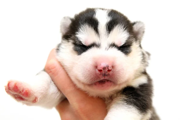 Adorable Siberian Husky Puppy White Background — Stock Photo, Image