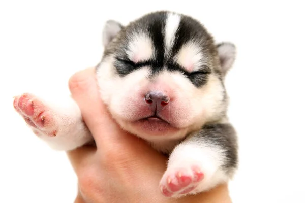 Adorable Cachorro Husky Siberiano Sobre Fondo Blanco — Foto de Stock