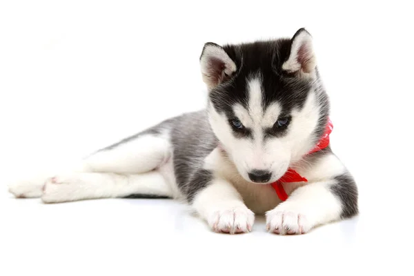 Adorável Siberian Husky Filhote Cachorro Fundo Branco — Fotografia de Stock