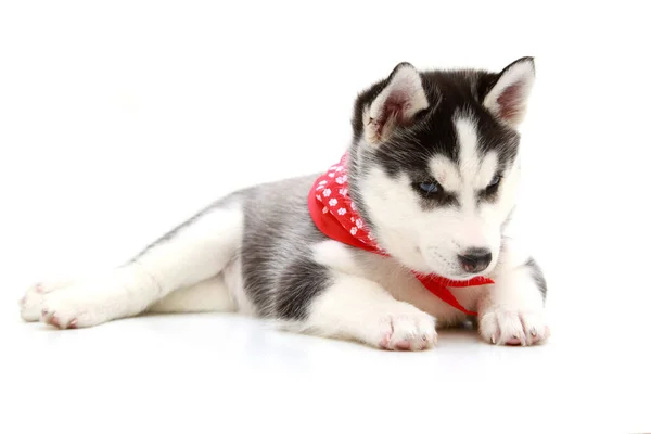 Schattige Siberische Husky Puppy Witte Achtergrond — Stockfoto