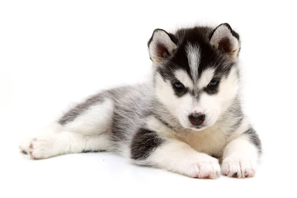 กไซบ Husky ขบนพ นหล ขาว — ภาพถ่ายสต็อก