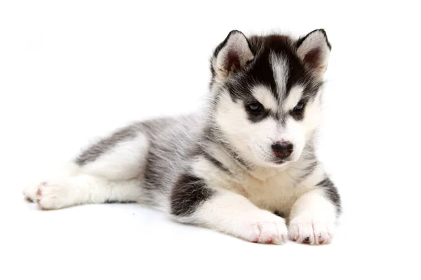 กไซบ Husky ขบนพ นหล ขาว — ภาพถ่ายสต็อก