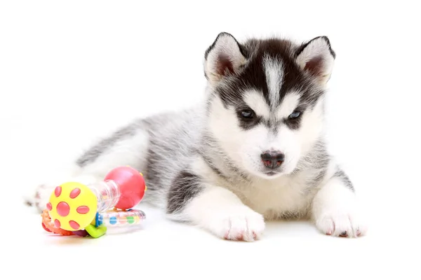 Adorable Siberian Husky Puppy White Background — Stock Photo, Image