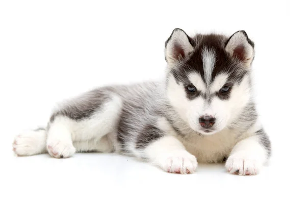 Adorabile Cucciolo Siberiano Husky Sfondo Bianco — Foto Stock