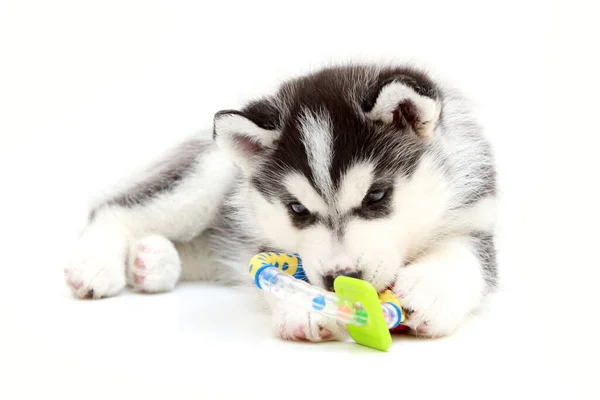 Adorable Cachorro Husky Siberiano Sobre Fondo Blanco — Foto de Stock