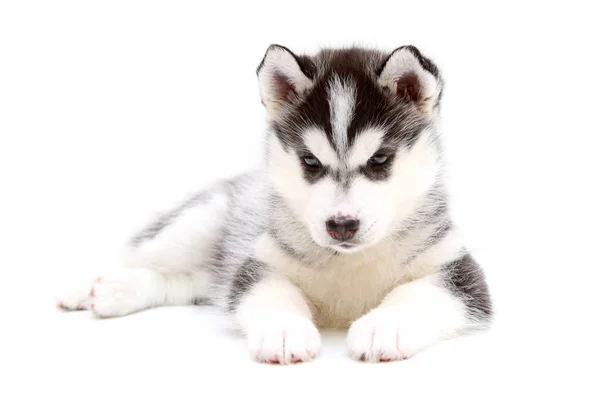 Adorável Siberian Husky Filhote Cachorro Fundo Branco — Fotografia de Stock