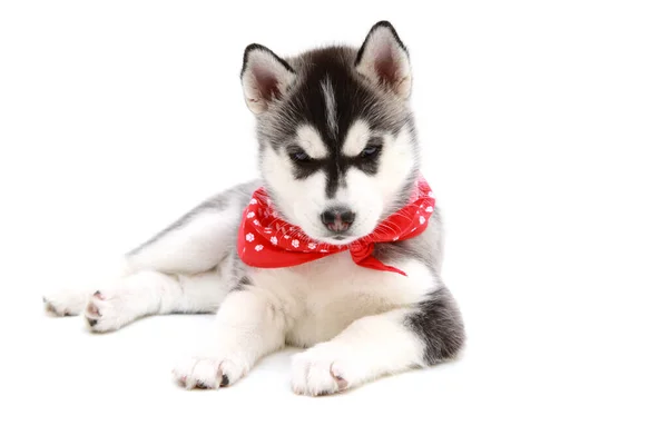 Adorable Chiot Husky Sibérien Sur Fond Blanc — Photo