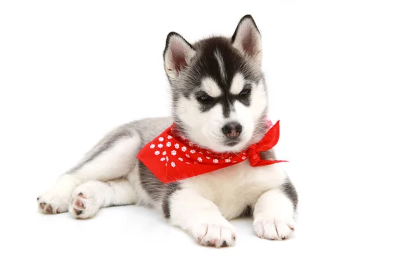 Adorable Chiot Husky Sibérien Sur Fond Blanc — Photo