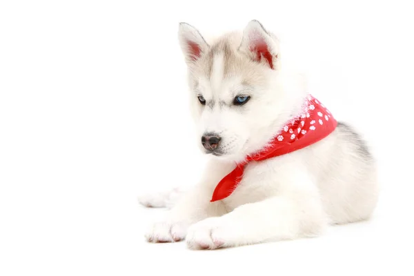 Adorabile Cucciolo Siberiano Husky Sfondo Bianco — Foto Stock