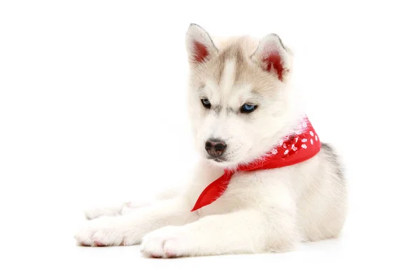 Adorabile Cucciolo Siberiano Husky Sfondo Bianco — Foto Stock