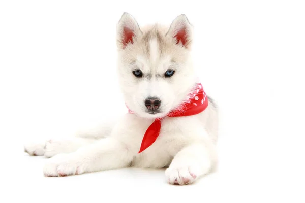 Adorável Siberian Husky Filhote Cachorro Fundo Branco — Fotografia de Stock