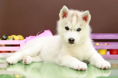 Beyaz arka planda sevimli Sibirya Husky köpeği