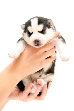 Beyaz arka planda sevimli Sibirya Husky köpeği