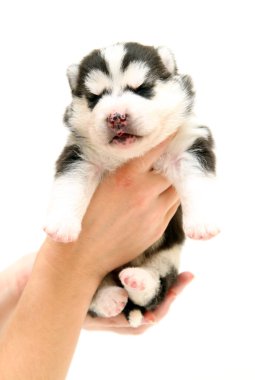 Beyaz arka planda sevimli Sibirya Husky köpeği