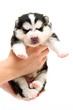 Beyaz arka planda sevimli Sibirya Husky köpeği