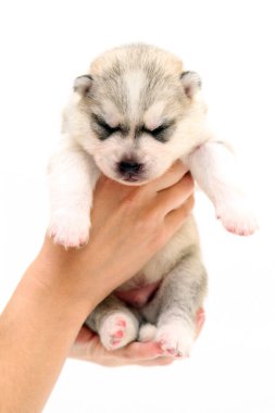 Beyaz arka planda sevimli Sibirya Husky köpeği