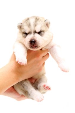 Beyaz arka planda sevimli Sibirya Husky köpeği