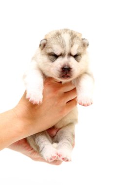 Beyaz arka planda sevimli Sibirya Husky köpeği