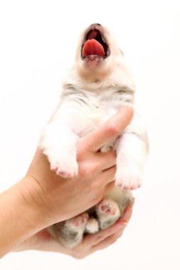 Beyaz arka planda sevimli Sibirya Husky köpeği