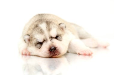 Beyaz arka planda sevimli Sibirya Husky köpeği