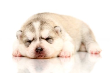 Beyaz arka planda sevimli Sibirya Husky köpeği