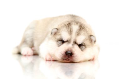 Beyaz arka planda sevimli Sibirya Husky köpeği