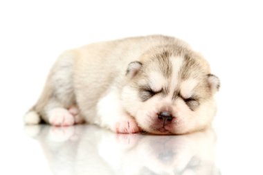 Beyaz arka planda sevimli Sibirya Husky köpeği