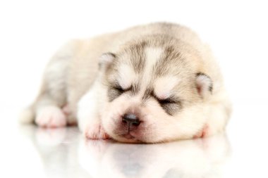 Beyaz arka planda sevimli Sibirya Husky köpeği