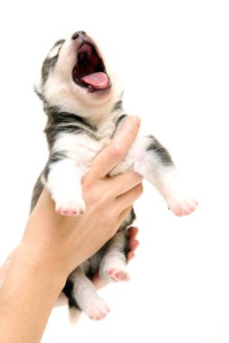 Beyaz arka planda sevimli Sibirya Husky köpeği